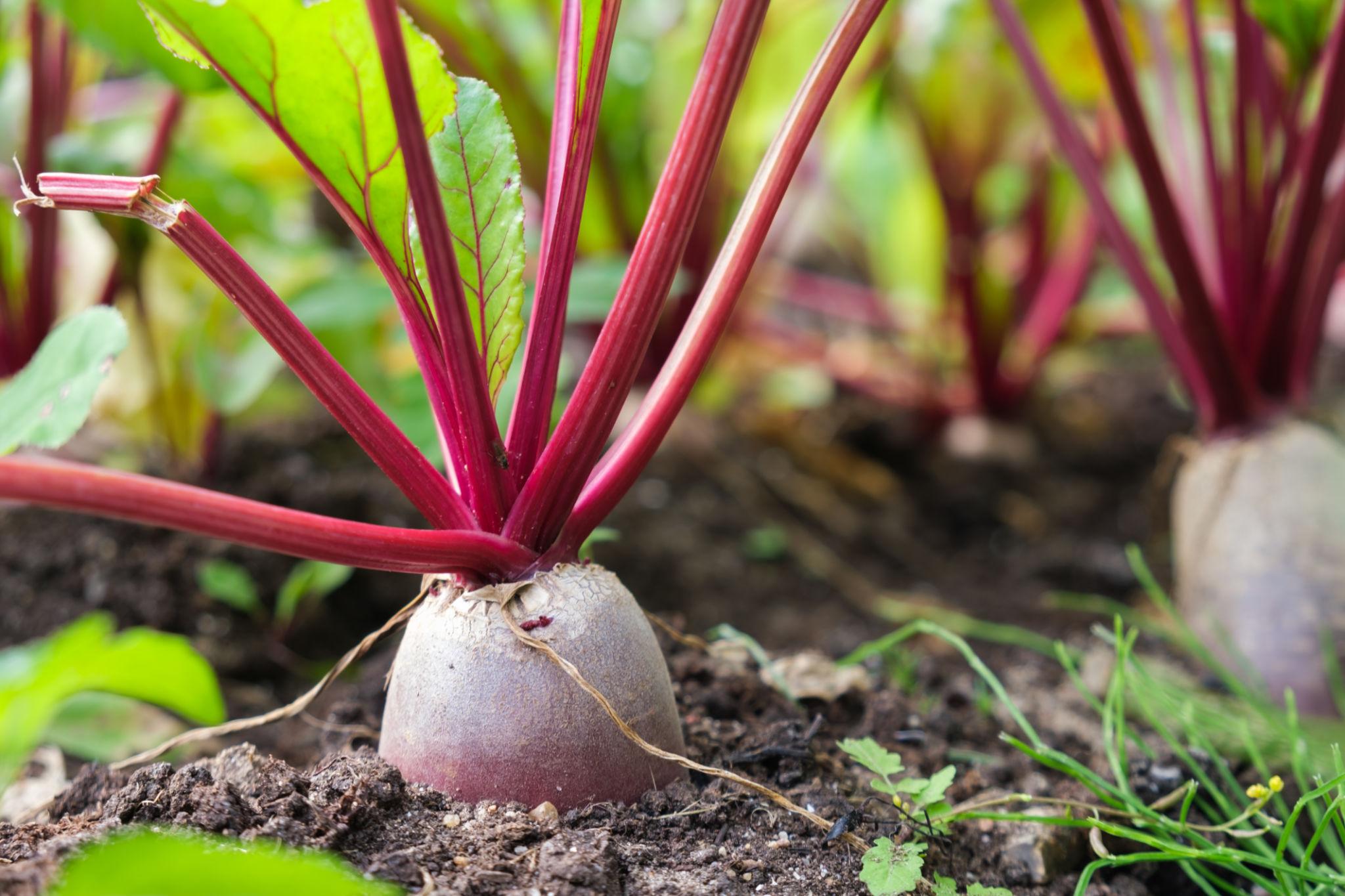 Advanta F1 Hybrid Lalima Beetroot Seeds (CHUKANDAR) Suitable For Both Fresh Market And Processing