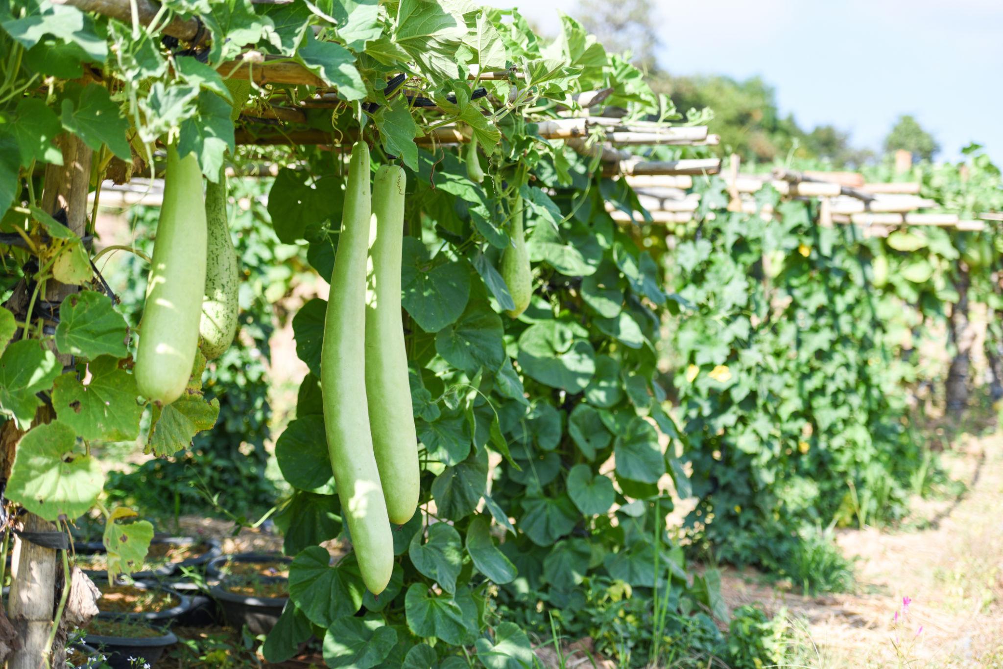 EXTREME SEEDS F1 Hybrid KARUNA Bottle Gourd Seeds