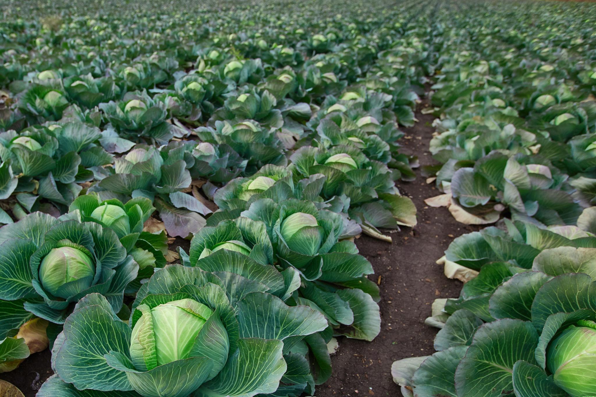 Syngenta ROYAL BALL (BC 51) CABBAGE Seed (Band Gobhi & Patta Gobhi) ----2000 Seeds Pack