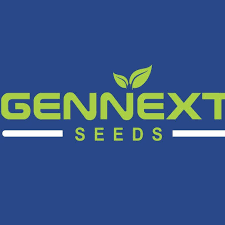 Gennext F1 Hybrid Suzuki 555 White Radish Seeds, High Yielding Variety, Pure White Root