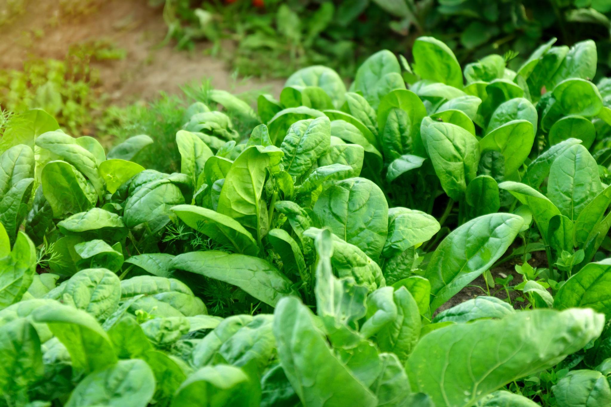 EXTREME SEEDS F1 Hybrid HARSHIT Spinach (Palak) Seeds, High Yielding and Round the Year Variety