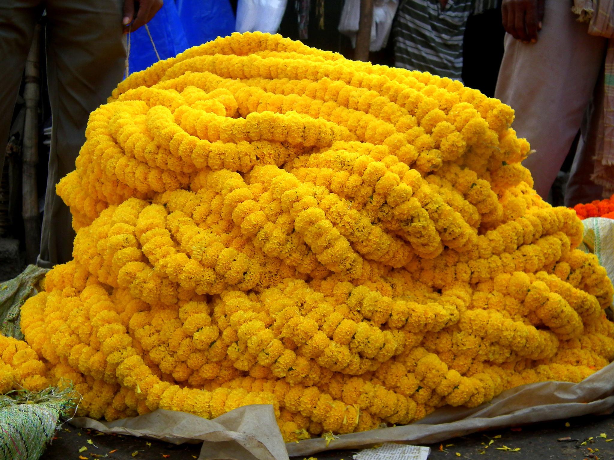 Indus Seeds F1 Hybrid Yellow Benz Tall Marigold Flower Seeds, Vibrant Lemon Yellow Blooms