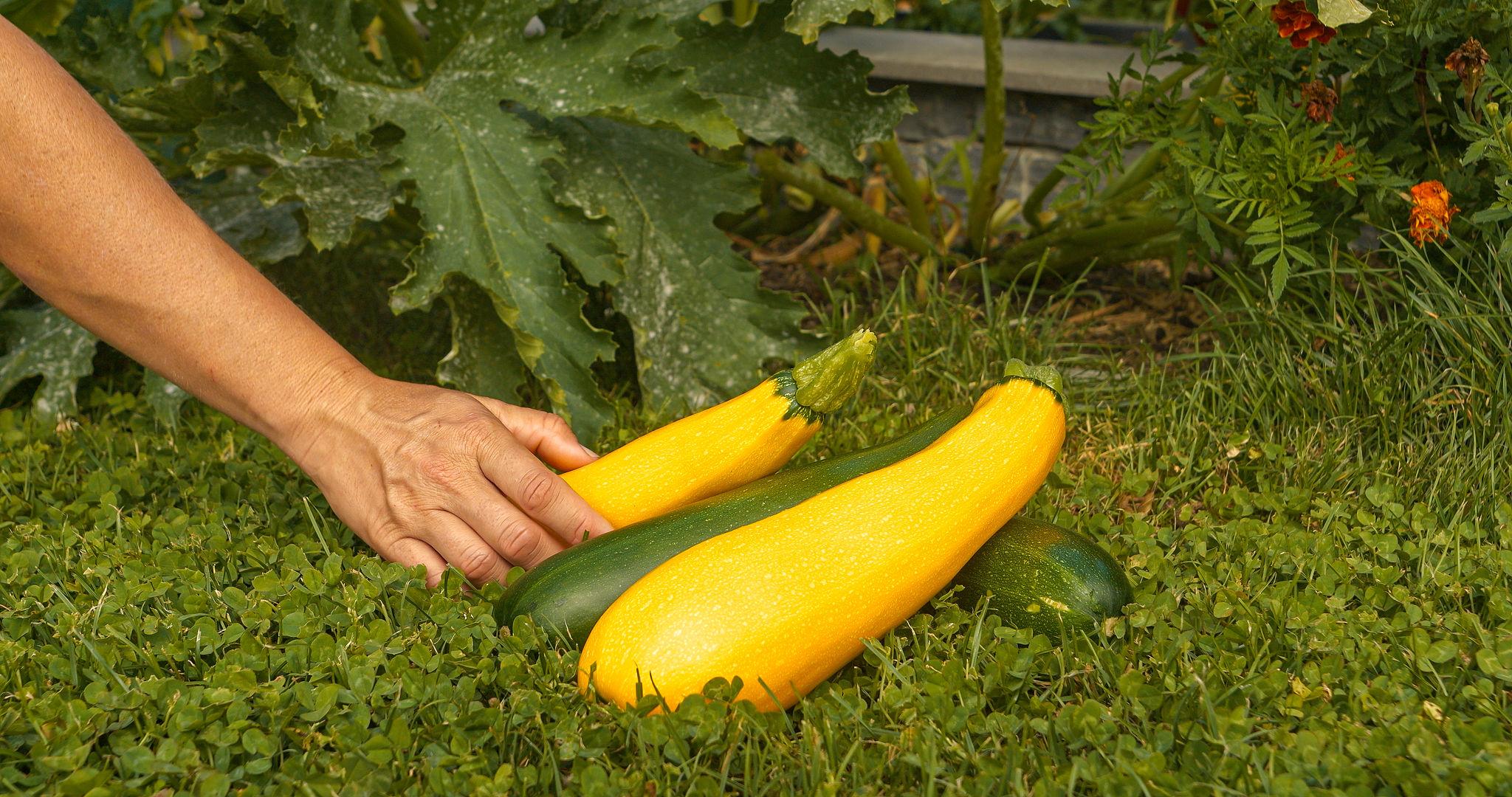 Team Seeds SAAJAN Zucchini Seeds, High Yield Early Maturity Vegetable Variety (PETHA)