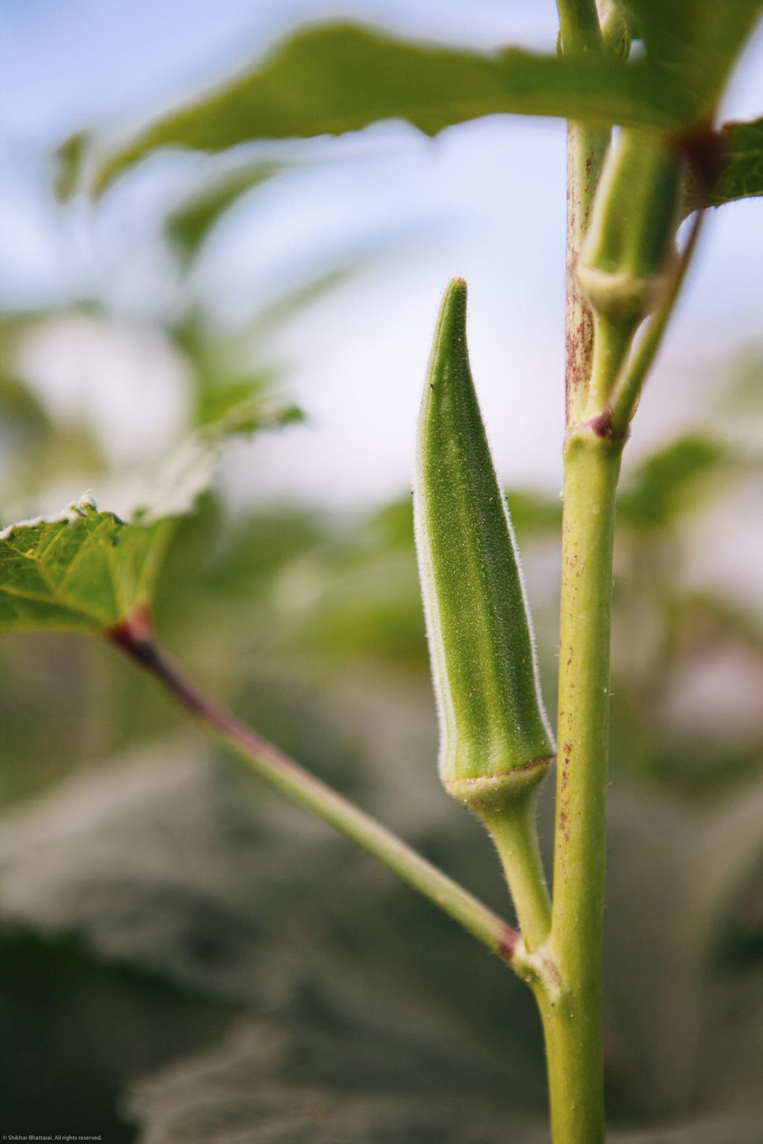 VNR OP Okra Seeds Sudha (Bhindi)