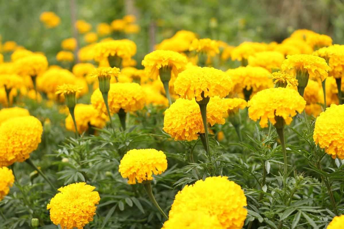 Gennext F1 Hybrid Marigold Surya Flowers Seeds