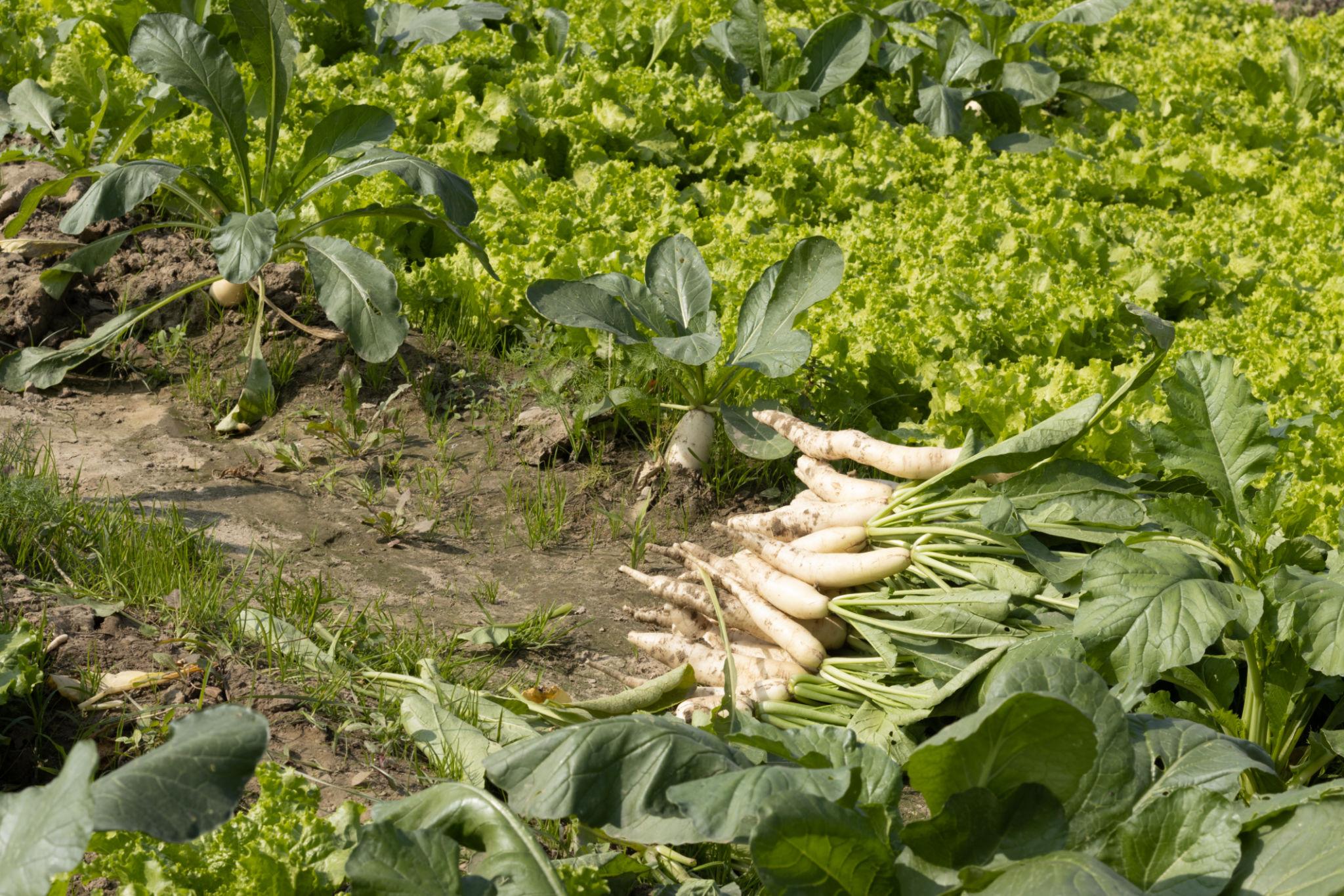 Advanta Palak Patta Hybrid Classic Radish Seeds, High Yield, Early Maturity, Ideal For Short Duration Crops