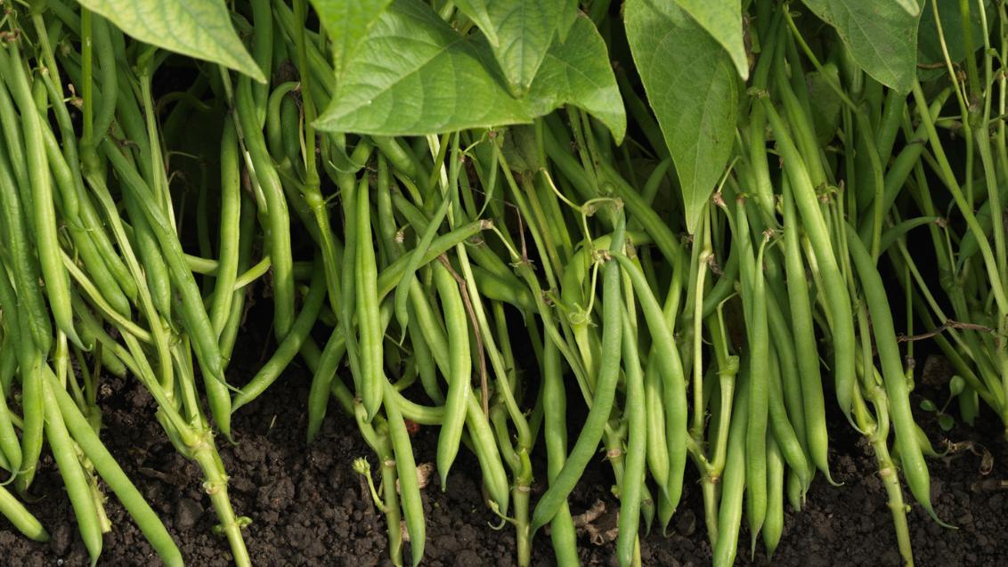 EXTREME SEEDS BEANS Seeds for Outdoor