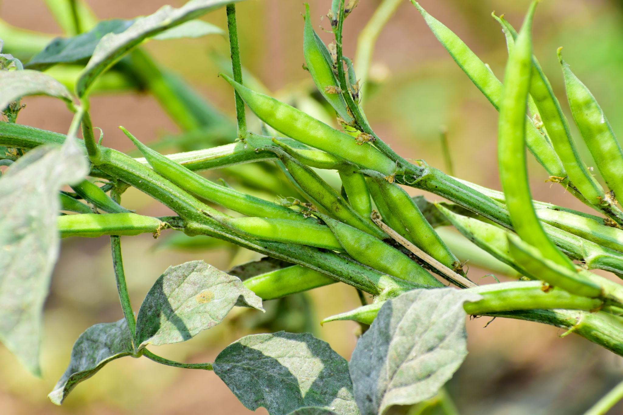 Ankur Seed Rani Cluster Beans Vegetable Seeds, Guar Ke Beej, High Yielding Variety For Kharif and Summer