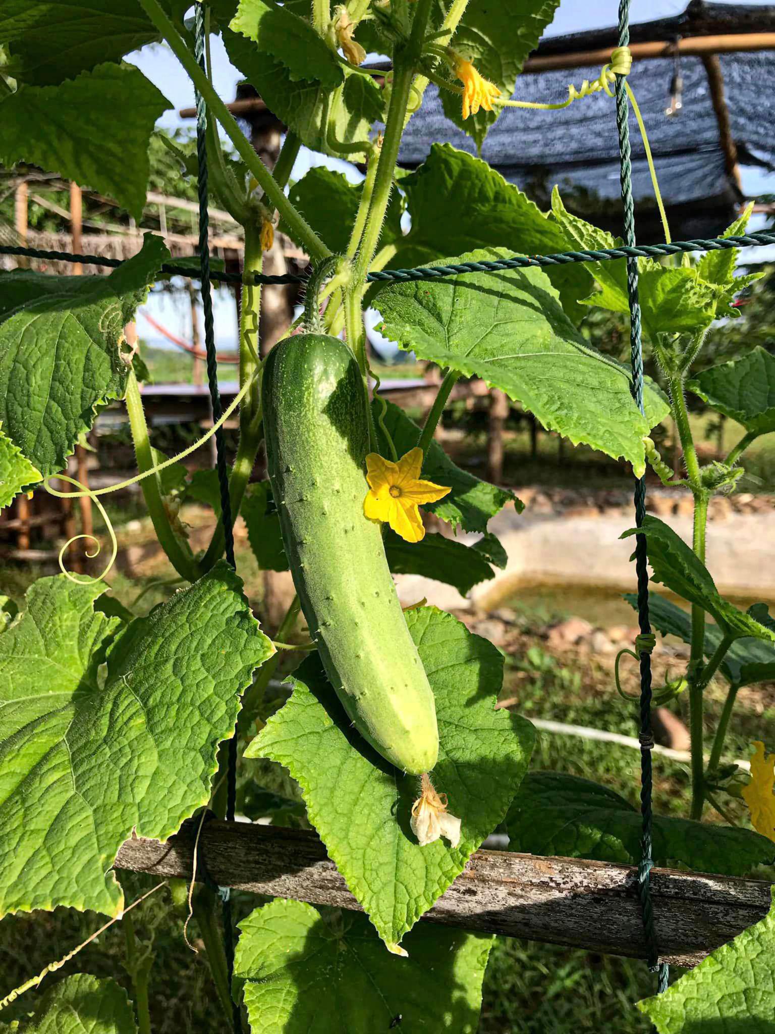 Syngenta Rajani Hybrid Cucumber Seeds (Kheera) Early Maturing