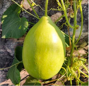 Acsen Jaidev F1 Hybrid Bottle Gourd Seeds (KADDU & LOKI) Parrot Green, Round Shape with Conical Neck