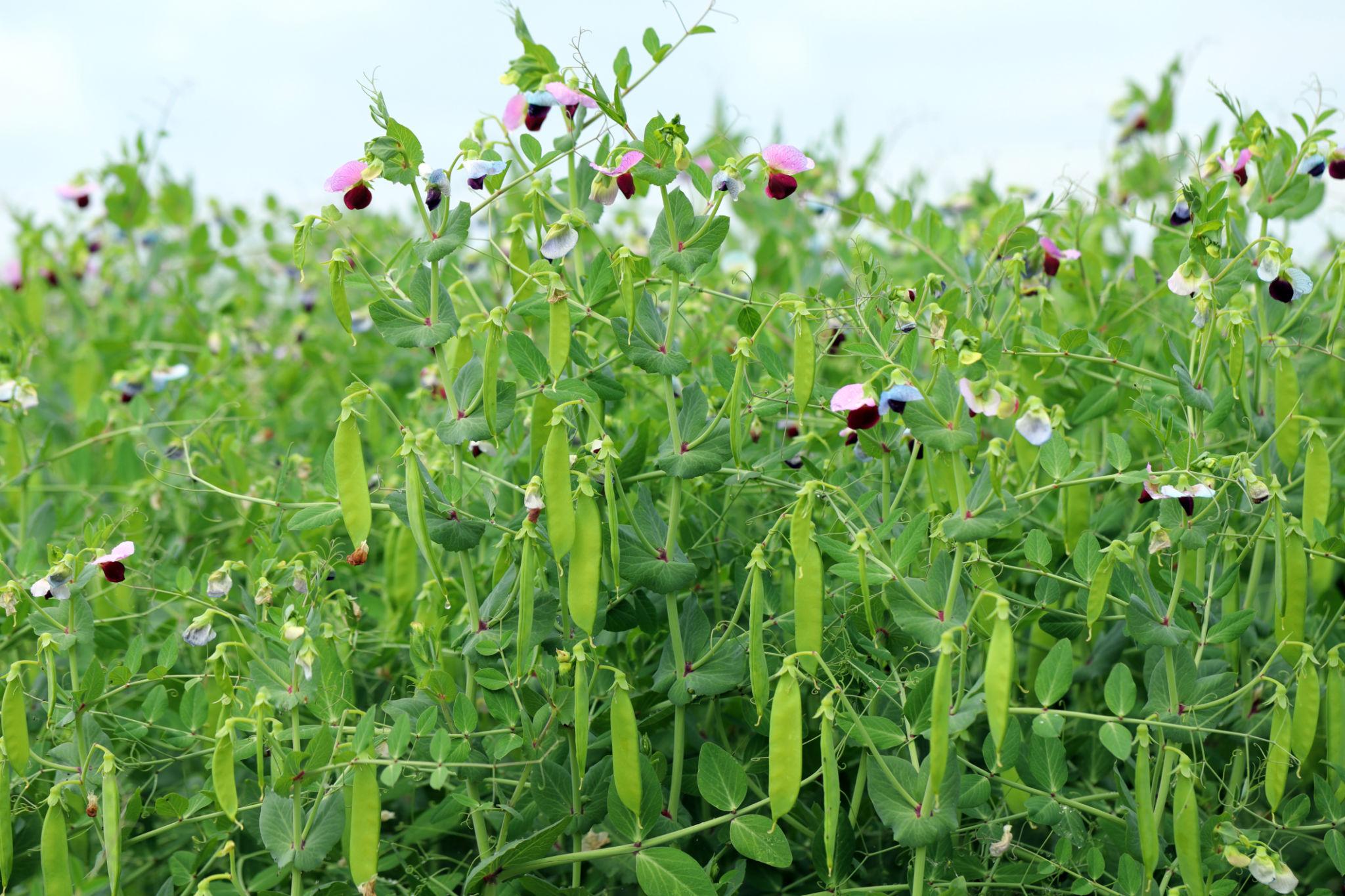Syngenta Mucio Peas Seeds (Pencil Matar) ---1 Kg Pack