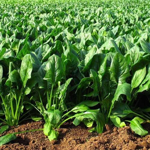 Team Seeds F1 Hybrid Jasmeet Spinach Seeds, Palak Seeds, Suitable For Indian Conditions