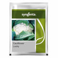 Syngenta Lucky Cauliflower Seeds (Gobhi) ----2000 Seeds Pack