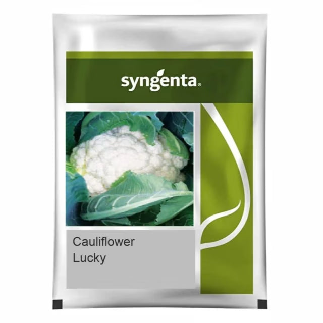 Syngenta Lucky Cauliflower Seeds (Gobhi) ----2000 Seeds Pack