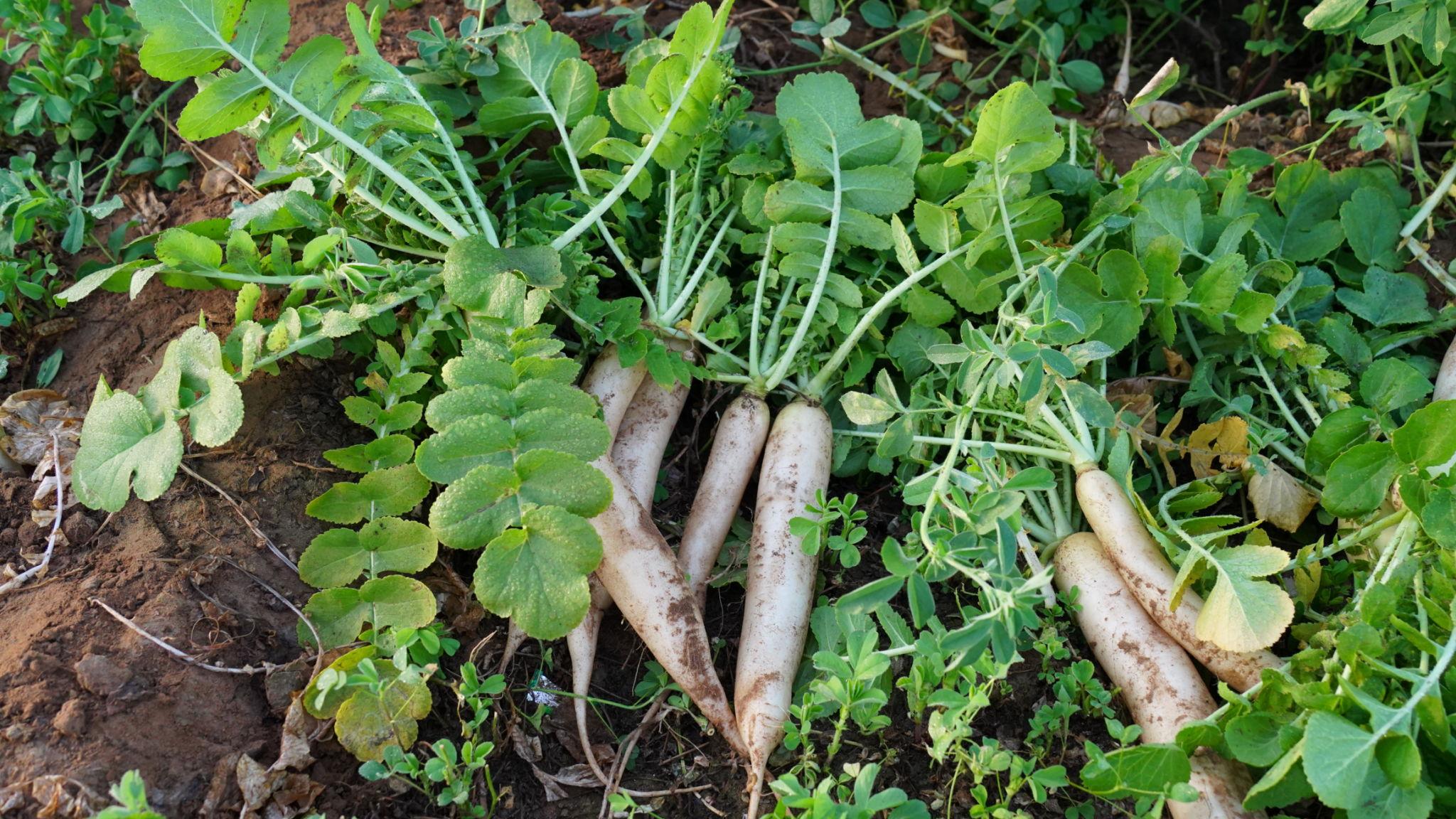 EXTREME SEEDS F1 Hybrid MANDAKINI Radish Seeds Early Maturity Variety, Semi Erect Plant