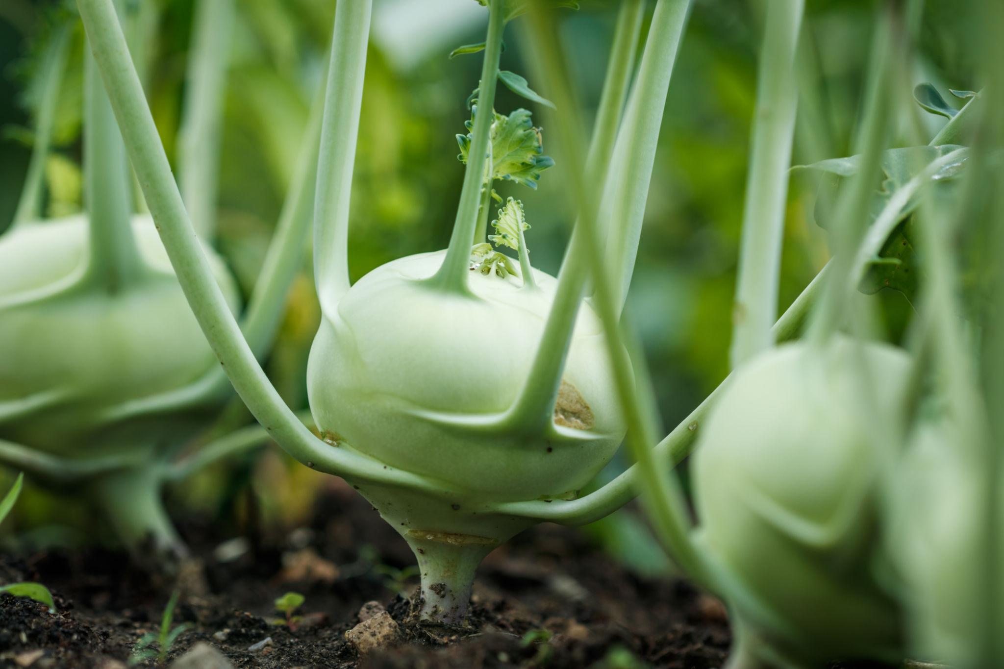 EXTREME SEEDS F1 Hybrid KNOL KHOL GREEN GATH GOBHI Seeds for Outdoor