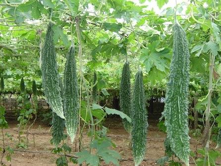 VNR Akshay Bitter Gourd Hybrid Seeds (KARELA)