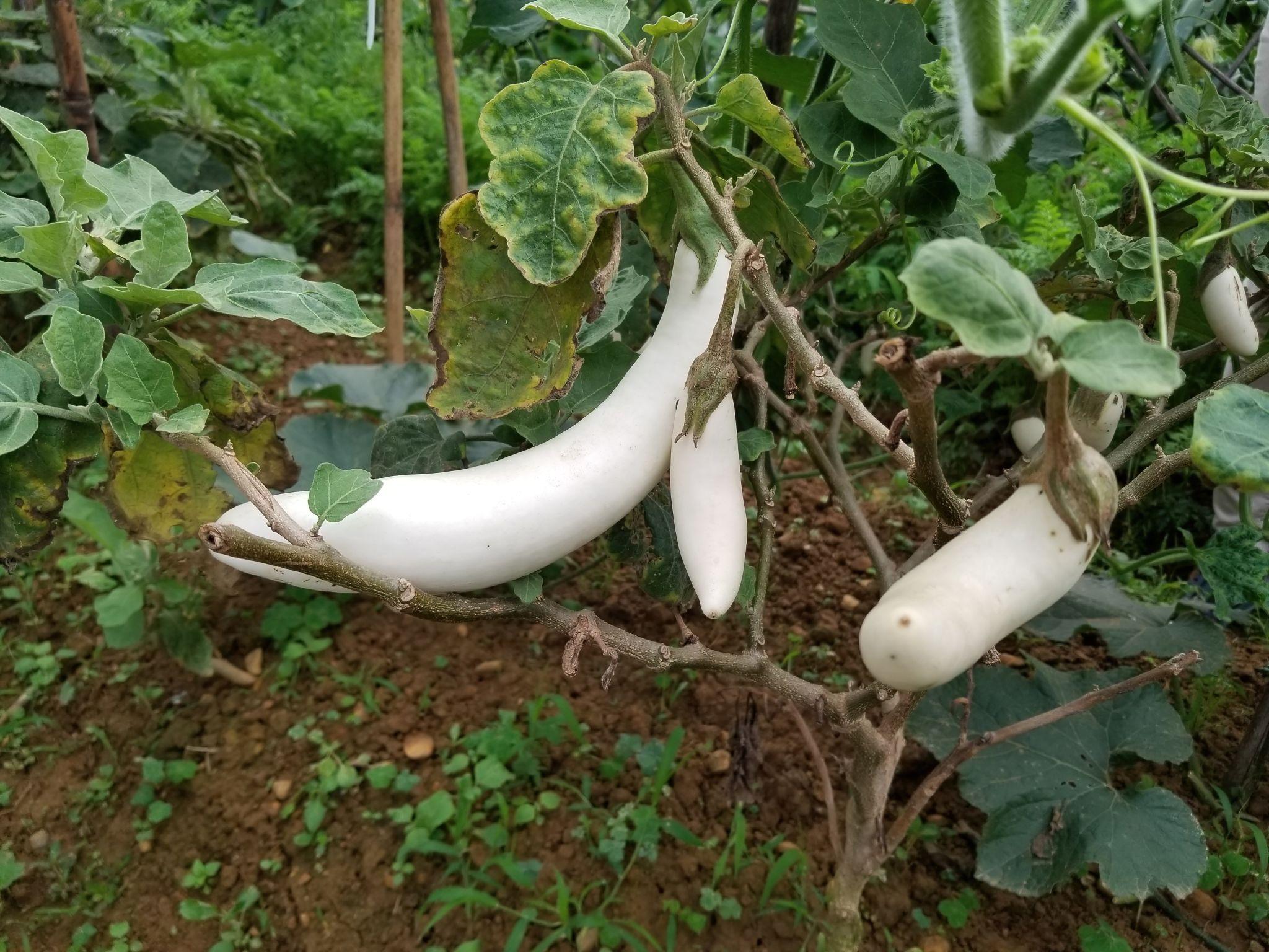 Team Seeds F1 Hybrid White Long Brinjal Seeds