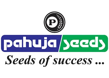 PAHUJA SEEDS F1 Hybrid Yellow Turnip Seeds for outdoor (Peela Shalgam)