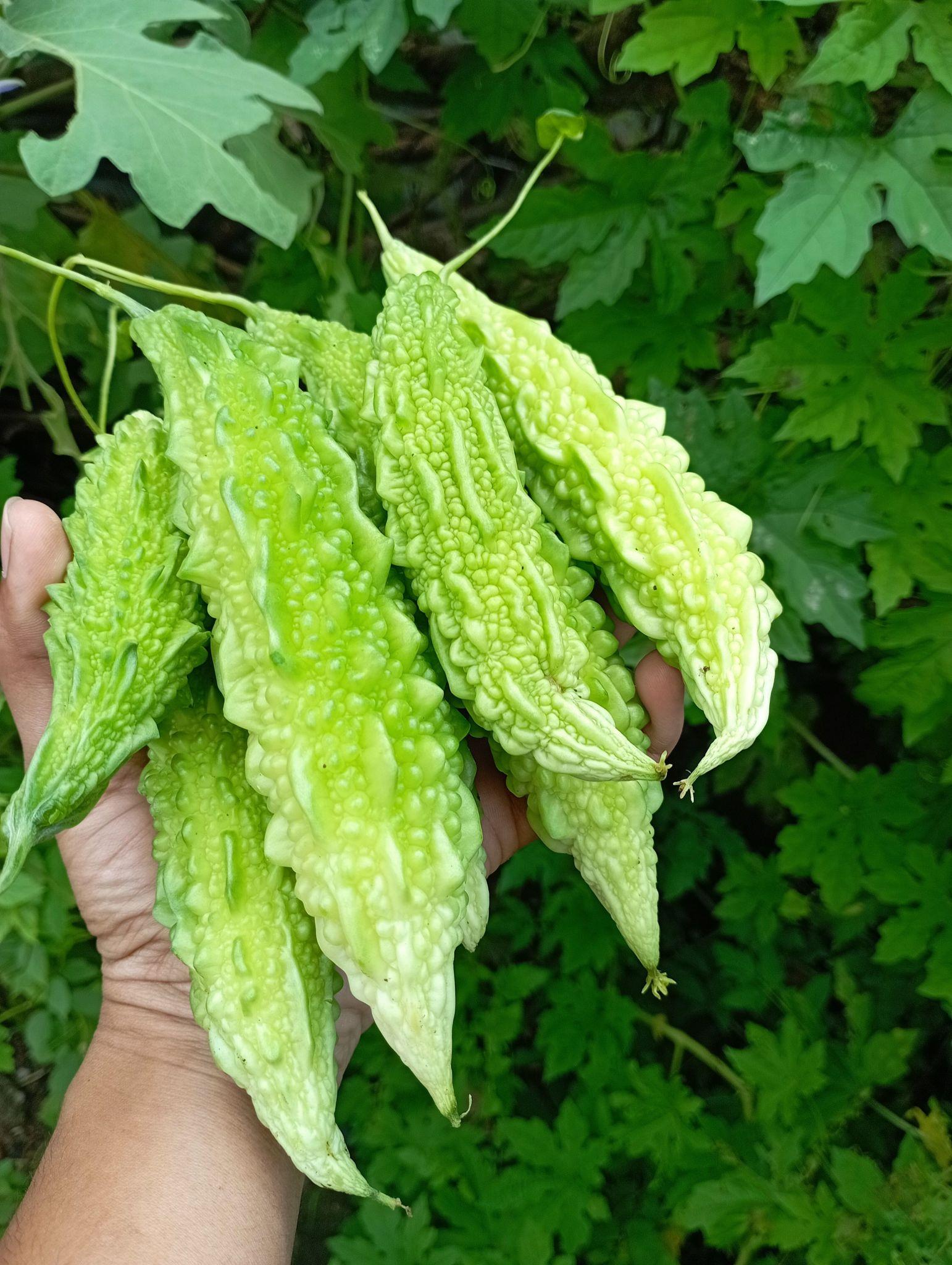 VNR F1 Hybrid Sunny Bitter Gourd (karela) for outdoor