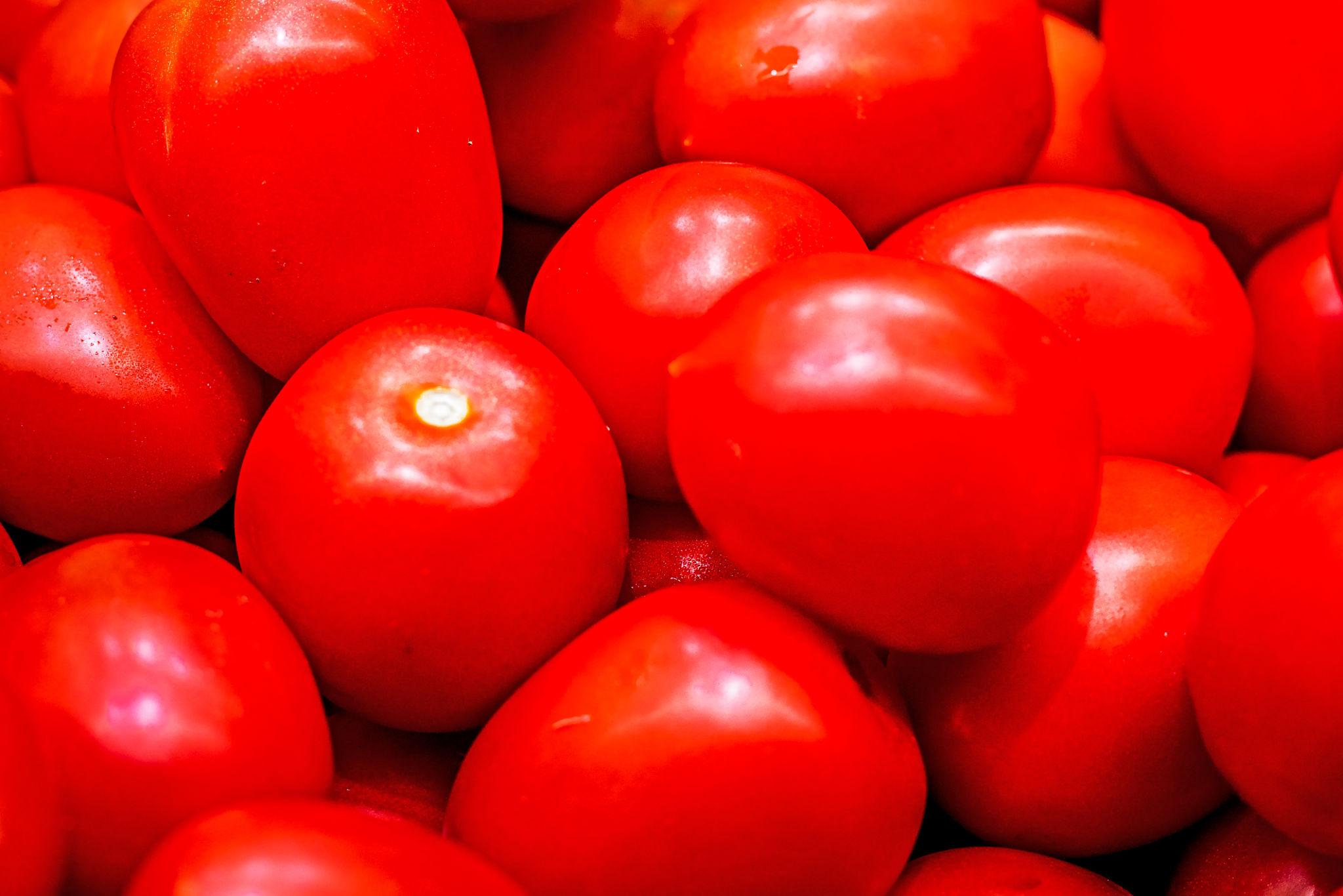 Syngenta Saaho Tomato Seeds (TO-3251) (TAMATAR) 3500 SEEDS