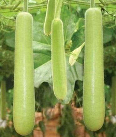 VNR Haruna F1 Hybrid Bottle Gourd Seeds (LOKI) With Different Varieties Very Early Hybrid And Early Bulker
