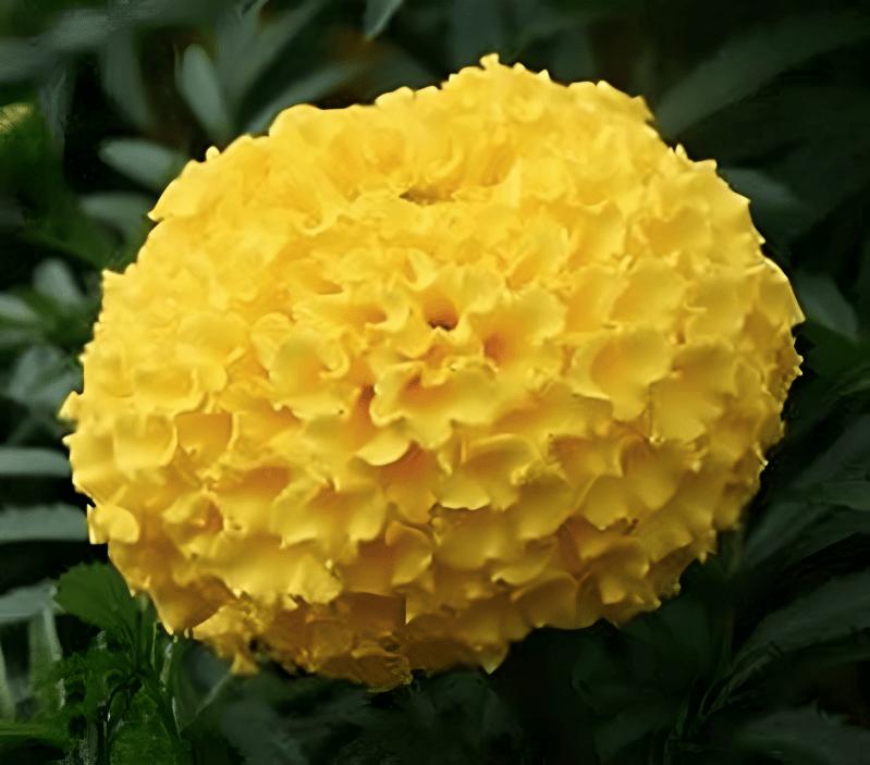 Indus Seeds F1 Hybrid Yellow Benz Tall Marigold Flower Seeds, Vibrant Lemon Yellow Blooms