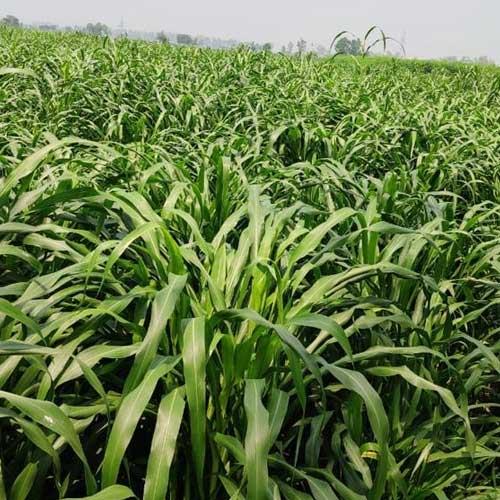 Crystal Dairy Green Hybrid Jowar Seeds
