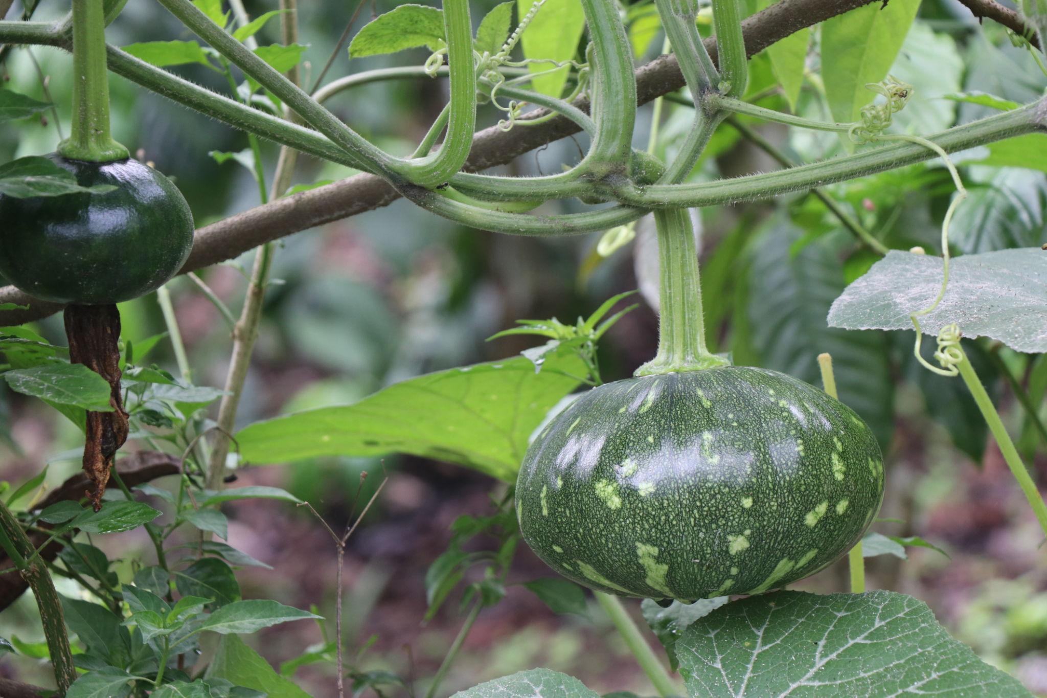 VNR P4 F1 Hybrid Pumpkin Seeds (Petha) High Yield, Flat Round Fruits, Flat Round Shape