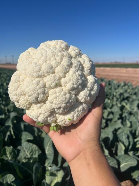 Seminis SV 4051AC Hybrid Cauliflower(Gobhi) Seeds 2000 Seeds (6.50g) pack