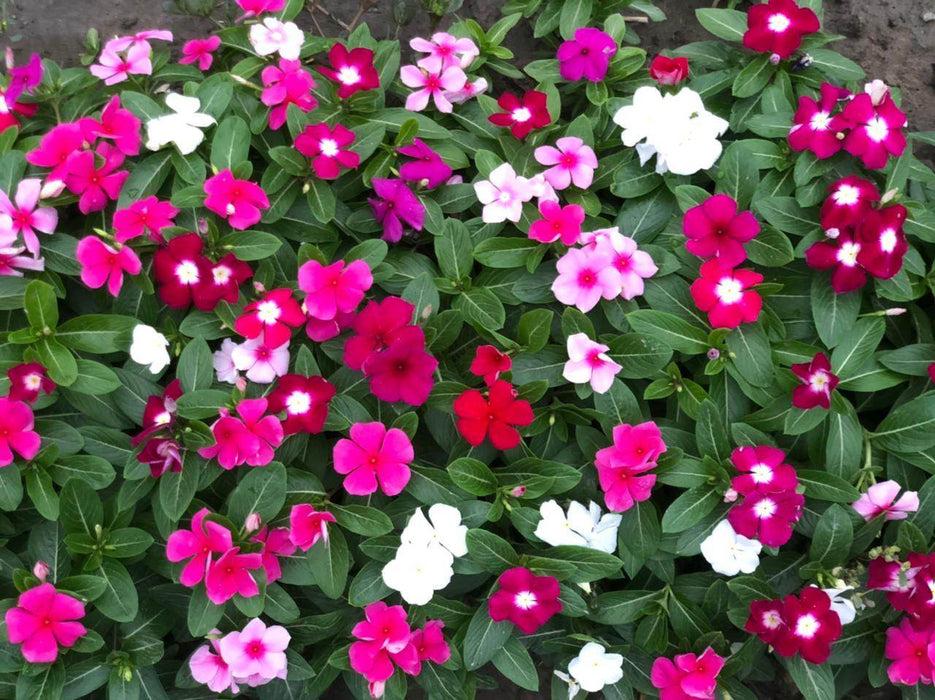 Indus Seeds F1 Hybrid Flora MIX Flower Seeds