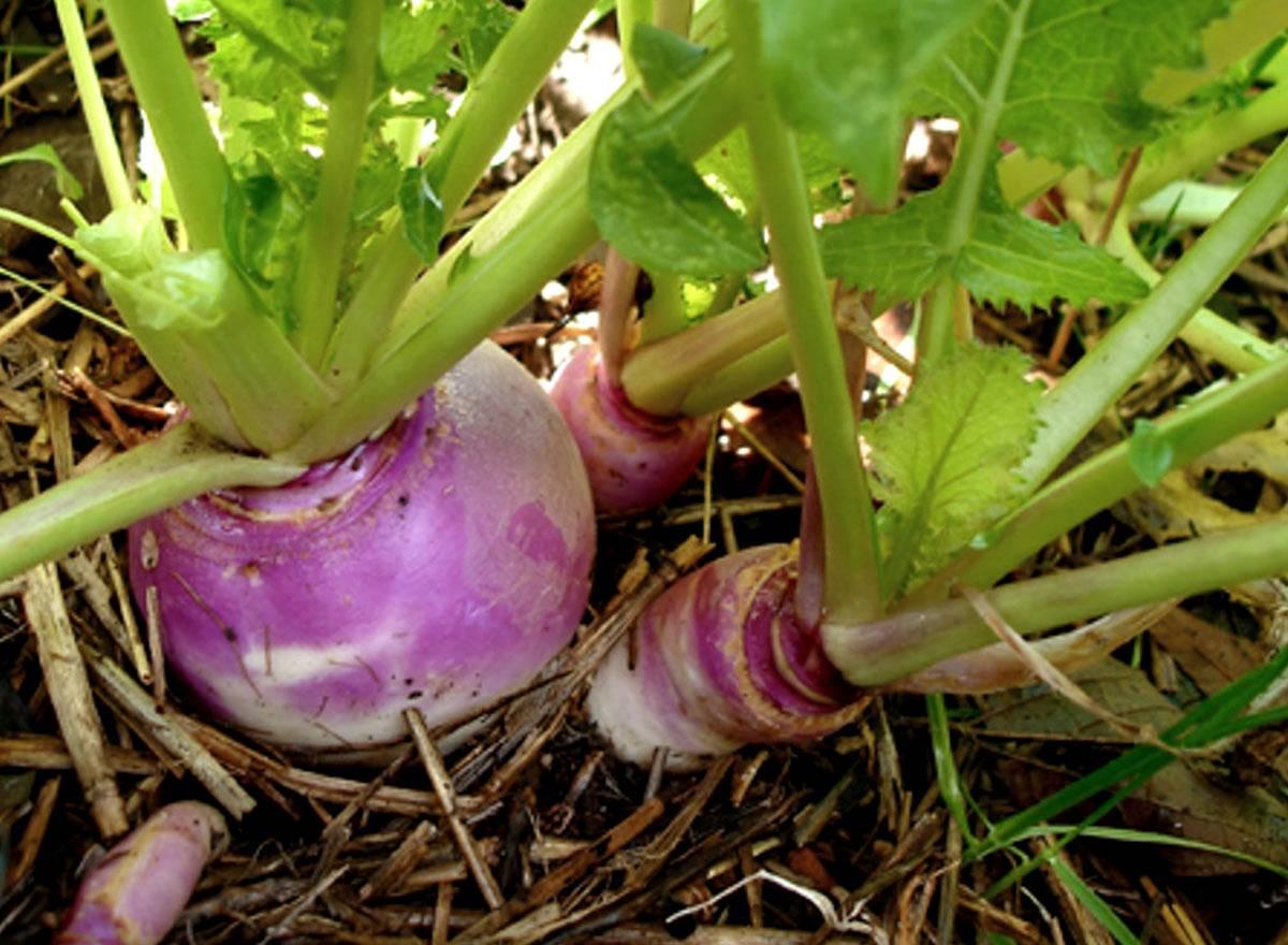EXTREME SEEDS F1 Hybrid RAJA Turnip Purple Top Seeds (SHALGAM) Winter Season Vegetable Seeds