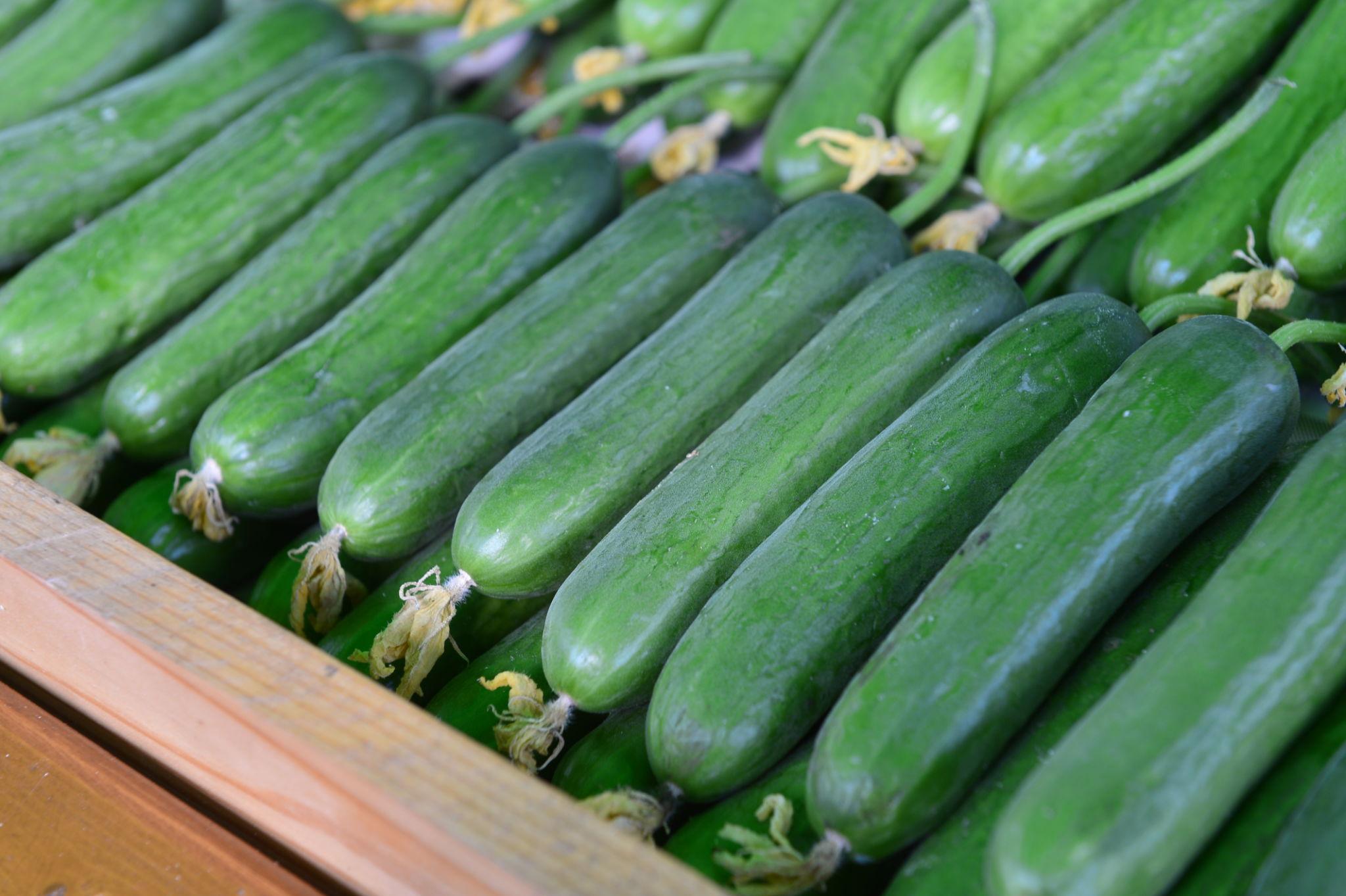 Team Seeds OP Heera Cucumber Seeds Early Maturity High Yield (Kheera)