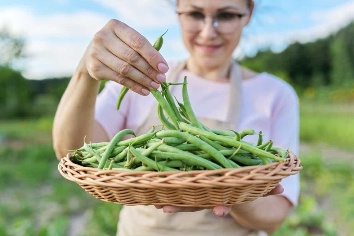 Team Seeds Shagun Beans Seeds