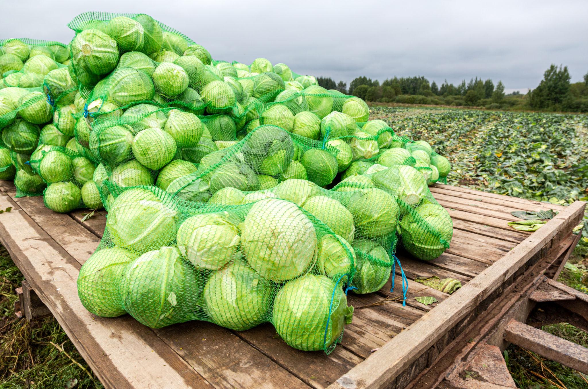 Gennext Golden Acre Imported F1 Hybrid Cabbage Seeds (BANDH GOBHI) Early Maturity Variety Suitable For Kharif and Rabi Seasons