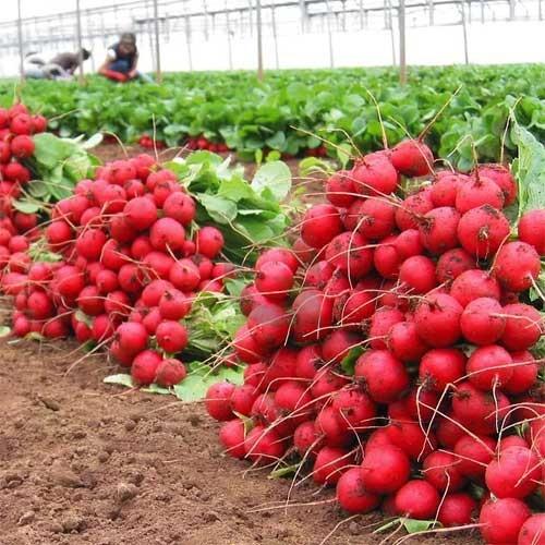 EXTREME SEEDS F1 Hybrid Red Round Radish Seeds, Quick Growing Scarlet Red Roots