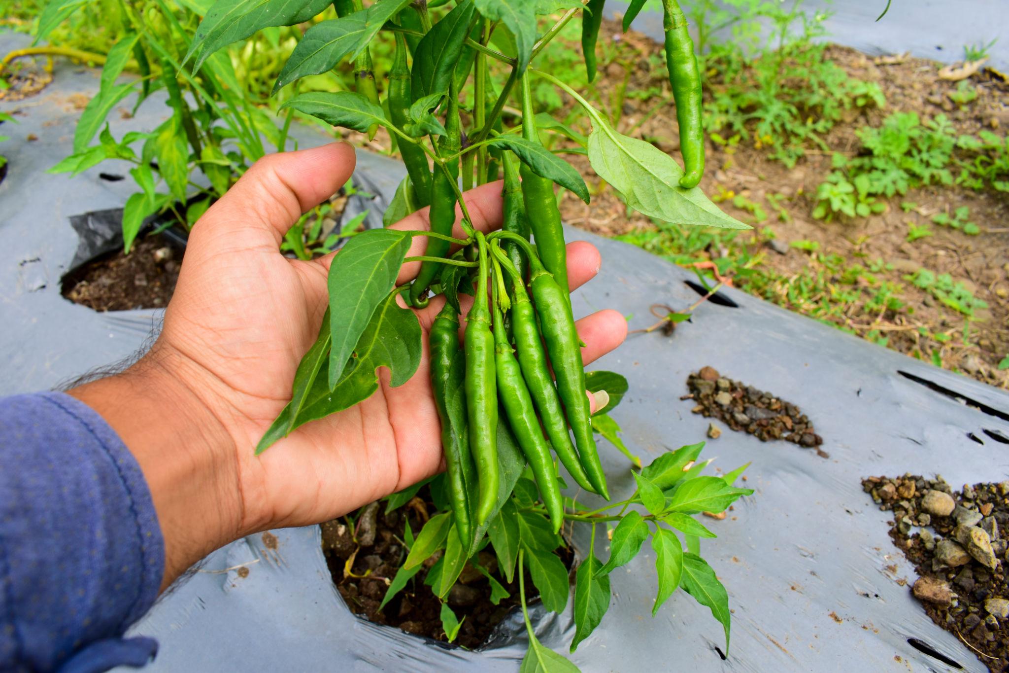 United Genetics Chilli-8307 Chilli Seeds - (Mirchi Seeds) For Fresh Market And Processing Purpose, High Pungent