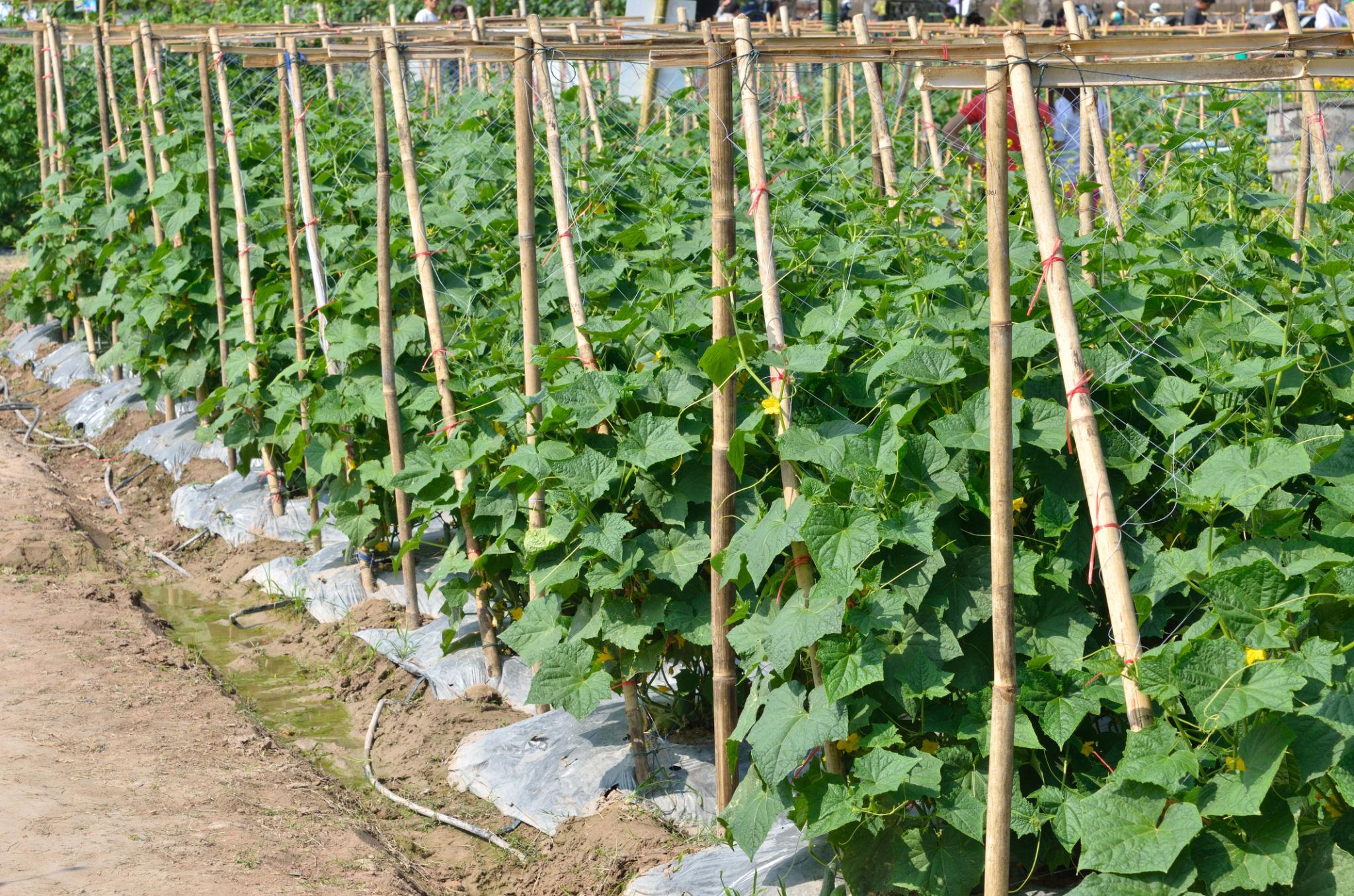 Bioseeds F1 Hybrid Mansi Cucumber Seeds (kheera) for outdoor