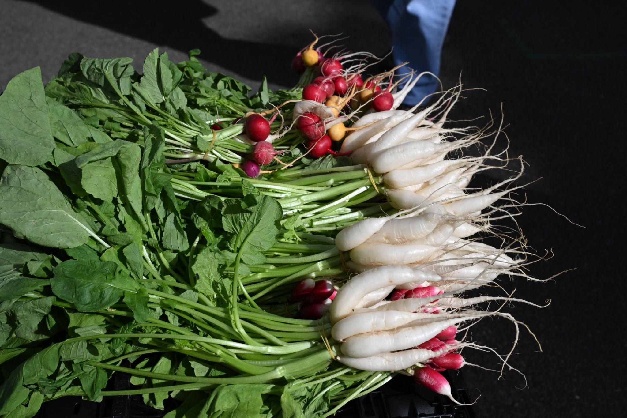 Advanta Palak Patta Hybrid Classic Radish Seeds, High Yield, Early Maturity, Ideal For Short Duration Crops