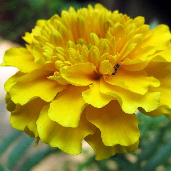 Indus Seeds F1 Hybrid Sweet Yellow Marigold Flower Seeds