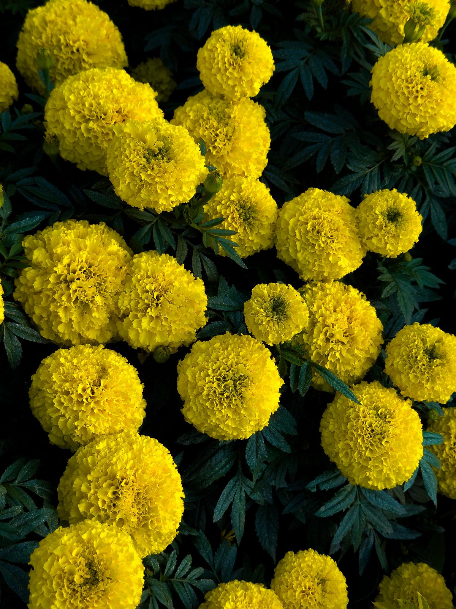 Indus Seeds F1 Hybrid Yellow Benz Tall Marigold Flower Seeds, Vibrant Lemon Yellow Blooms