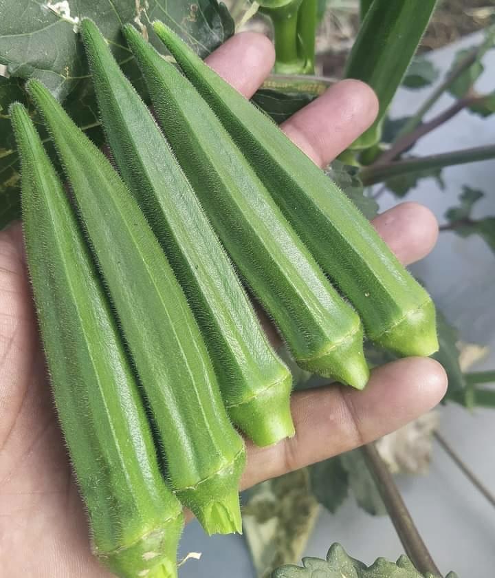 EXTREME SEEDS F1 Hybrid SUNIDHI Bhindi Seeds