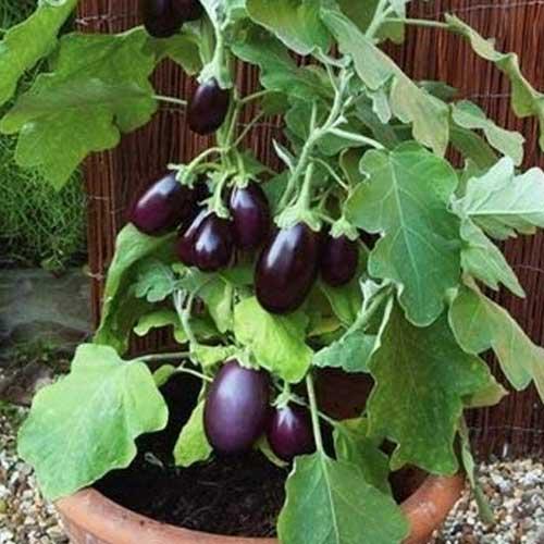 DCS F1 Hybrid Vibhu Brinjal Chuchu Seeds (bengan)